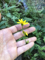 Packera sanguisorboides