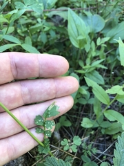 Packera sanguisorboides