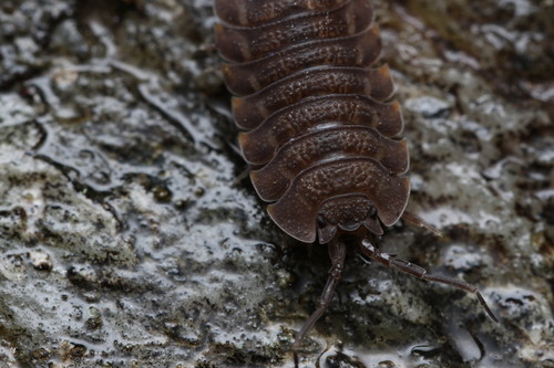 Ratzeburg's Woodlouse, 73640 Sainte-Foy-Tarentaise, France, photo 7 of 10