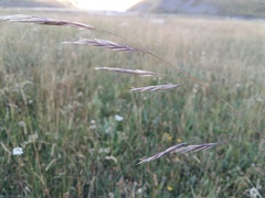 Bromus variegatus