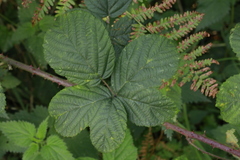 Rubus tuberculatus