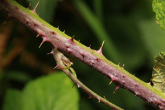 Rubus tuberculatus