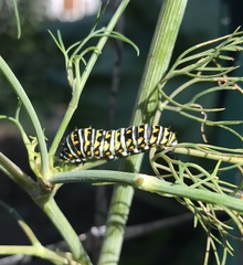 Papilio polyxenes