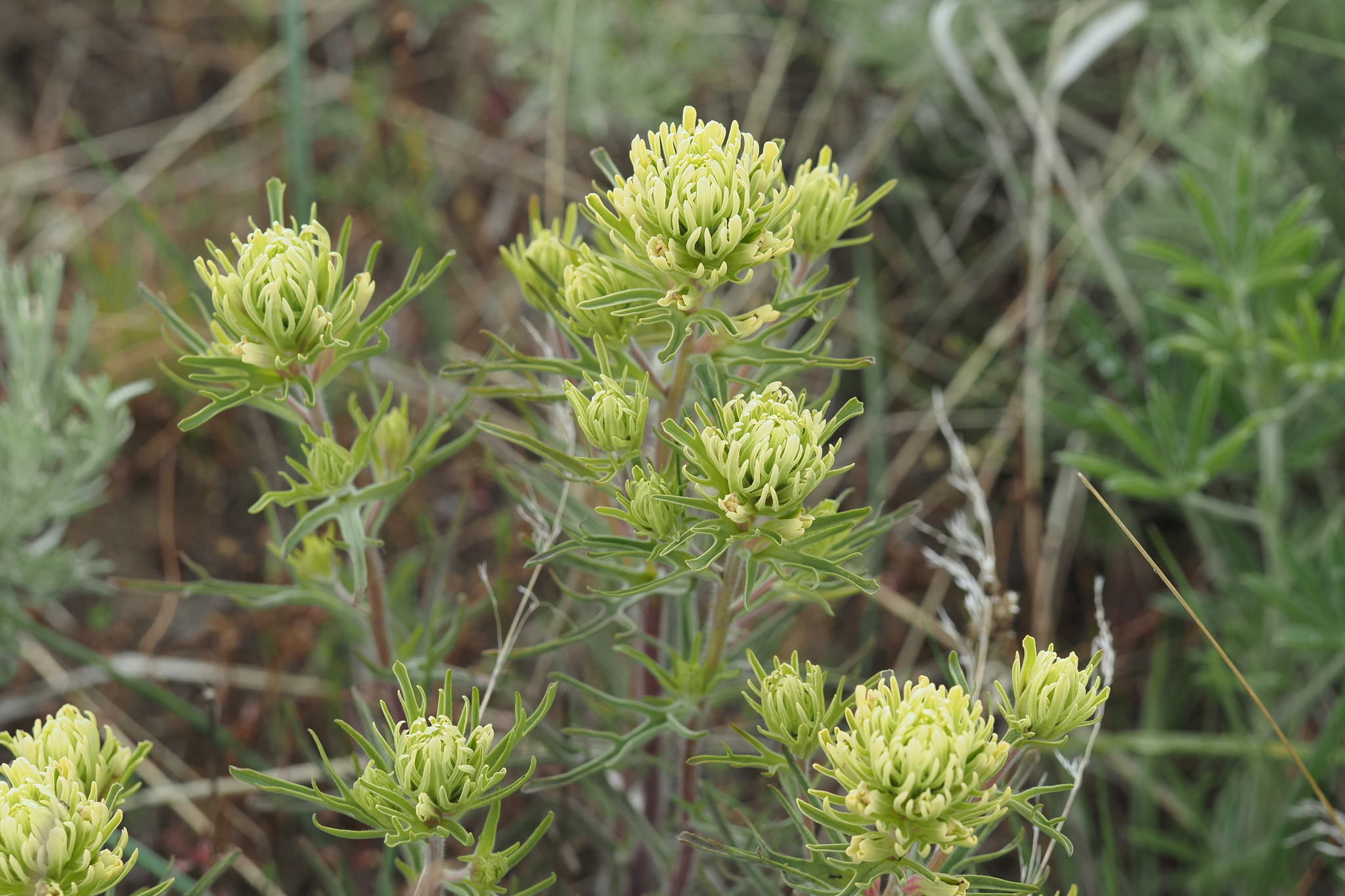 Castilleja cervina