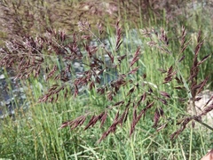 Calamagrostis pseudophragmites