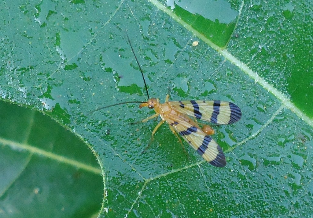 Panorpa americana
