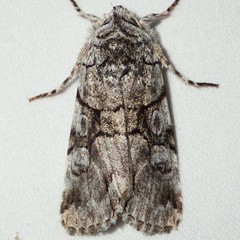 Sympistis chionanthi
