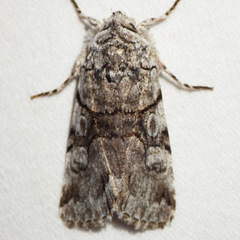 Sympistis chionanthi
