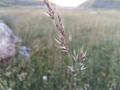 Calamagrostis paradoxa