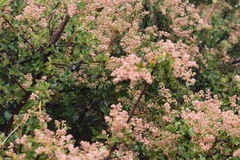 Holodiscus discolor glabrescens