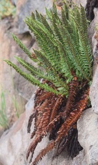 Polystichum scopulinum