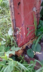 Trichonephila senegalensis