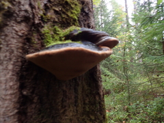 Phellinus populicola