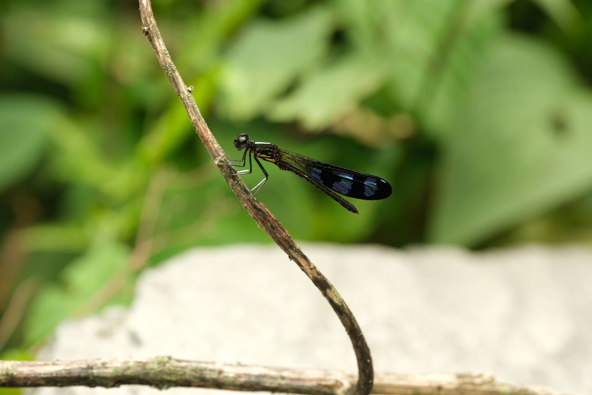 Blue-Wedged Jewel