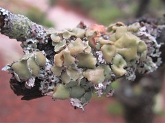 Imshaugia placorodia