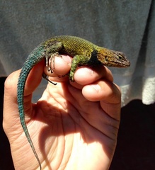 Sceloporus taeniocnemis