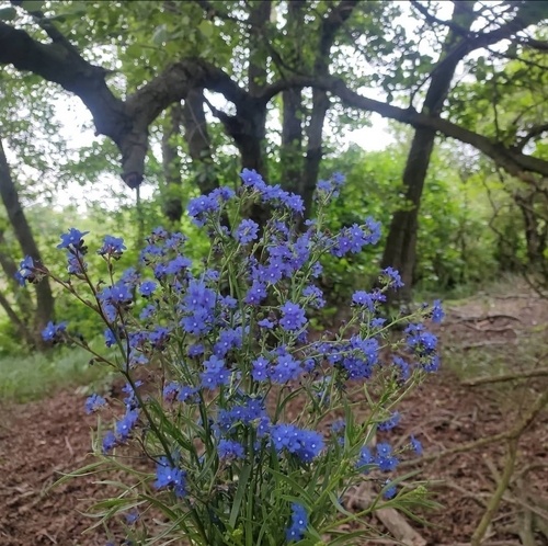 Anchusa gmelinii (Anchusa gmelinii)