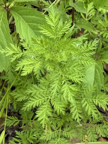 Artemisia annua iNat (1)