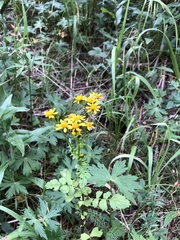 Packera sanguisorboides