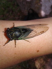 Neotibicen