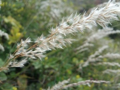 Trisetum rigidum