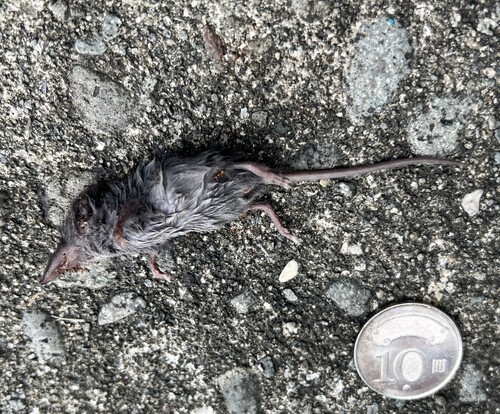 Chinese White-toothed Shrew