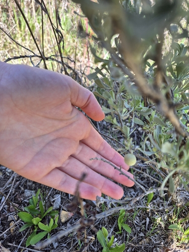 Unknown species found near Pocatello, ID 83204, USA