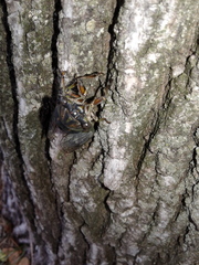 Neotibicen