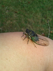 Neotibicen