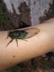 Neotibicen
