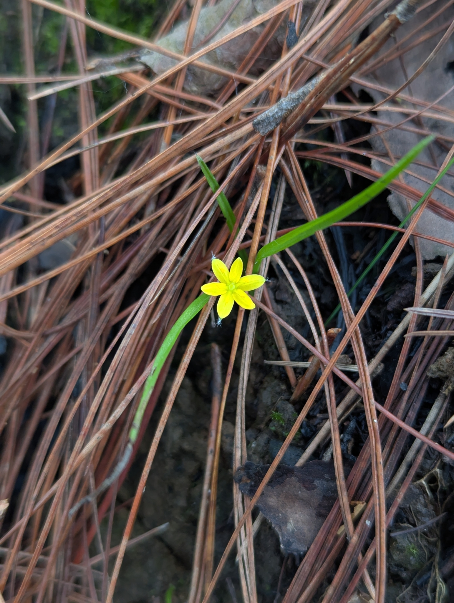 Hạ trâm (Hypoxis aurea)