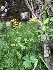 Packera sanguisorboides