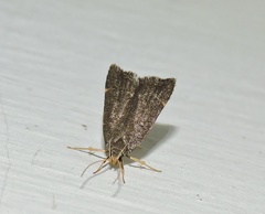 Torodora