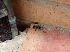 Hoplomutilla insignis