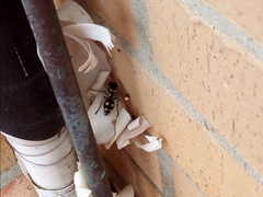 Hoplomutilla insignis