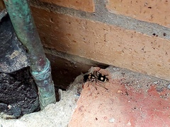 Hoplomutilla insignis