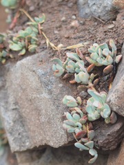 Sedum spathulifolium