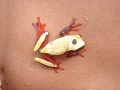 Dendropsophus reticulatus