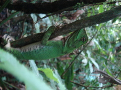 Enyalioides