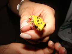 Dendropsophus reticulatus