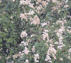 Holodiscus discolor glabrescens