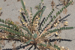 Astragalus rubellus