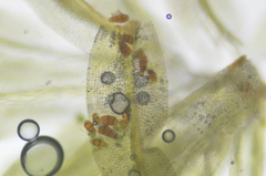 Zygodon viridissimus