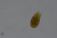 Zygodon viridissimus