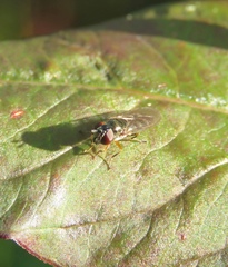 Platycheirus albimanus