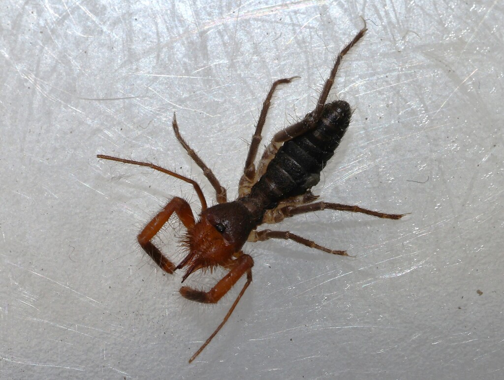 Hemerotrecha californica