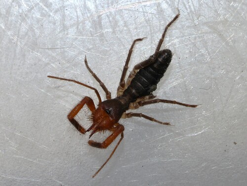 Hemerotrecha californica
