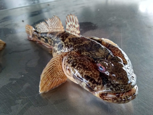 Knout goby (Mesogobius batrachocephalus) — Gobiidae — 2