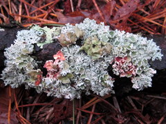 Imshaugia placorodia