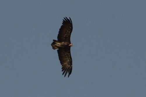 Hooded Vulture